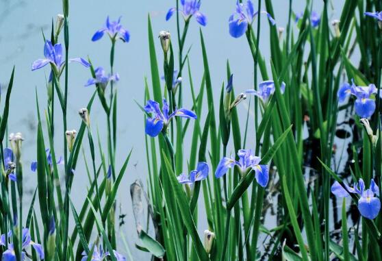蘭花的品種，細(xì)數(shù)蘭花十大最珍貴的品種"