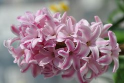 風信子花葉病癥狀及防治，只能預防"