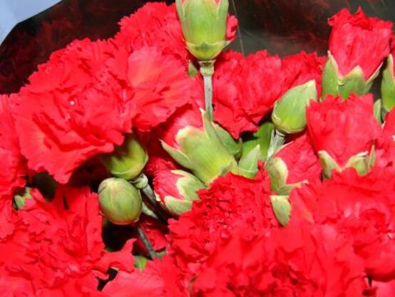 紅色康乃馨代表什么，是對(duì)母親的愛(ài)、感激和祝福"