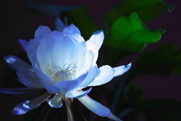 曇花為什么只能一現，生長習性所決定"