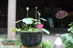室內養殖荷花方法，養好荷花需牢記以下5點"