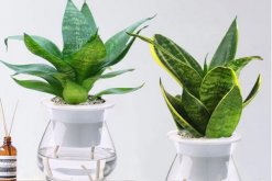 水培虎皮蘭怎么過冬，虎皮蘭安全越冬5大要點(diǎn)"