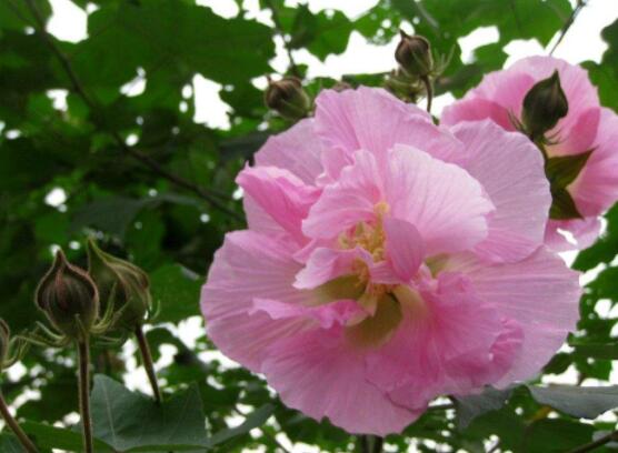 芙蓉花的花語和傳說，代表著脫俗持久、高潔之士、纖細之美"
