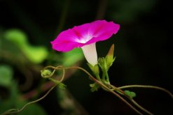 牽牛花的種植方法圖解，確保種子成活的4大要點(diǎn)"