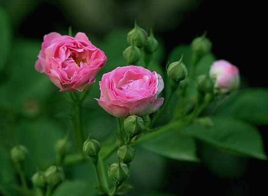盆栽薔薇花的養殖方法，注意光照充足、做好控水控肥"