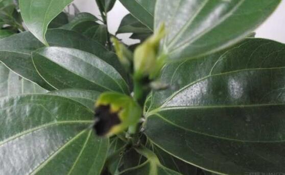 平安樹圖片，平安樹開花圖片"