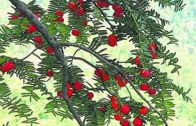 紅豆杉的修剪方法圖，注意抹芽、摘心、短截的區別"