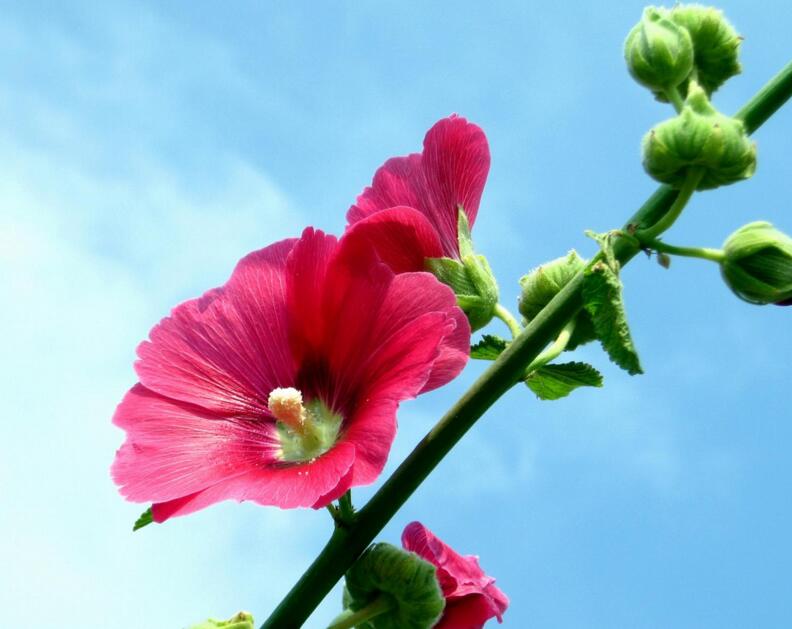 木芙蓉花的病蟲害防治，對癥下藥很重要"