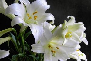 百合花怎么修剪，百合花的修剪方法圖解"