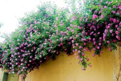 爬藤薔薇花的養殖方法，讓薔薇花爆盆的5大要點"