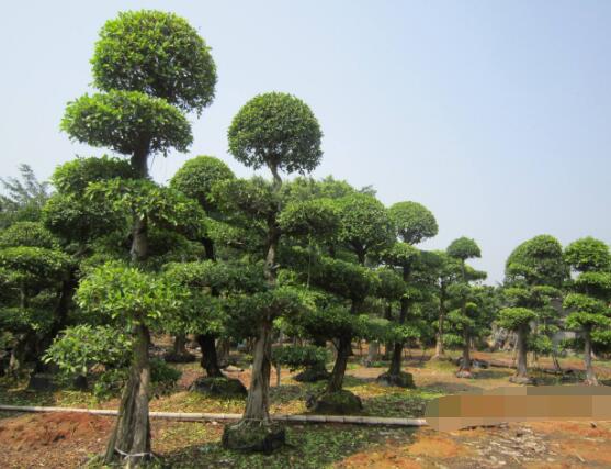 榕樹可以水培嗎，榕樹水培方法"
