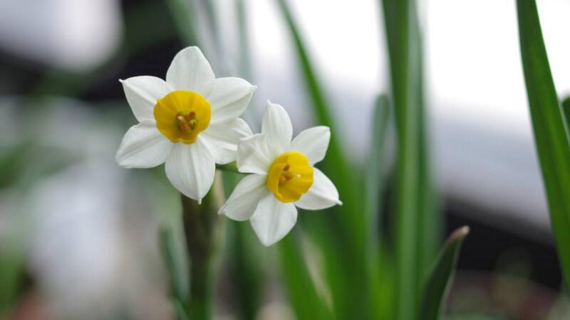 水仙花的養殖方法"