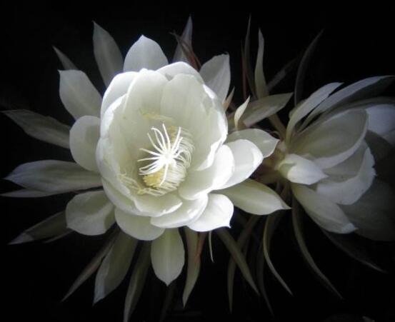 曇花怎么澆水，不同季節不同澆水量(見干見濕)"