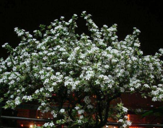 六月雪如何養，老農總結最實用六大基本養殖方法"