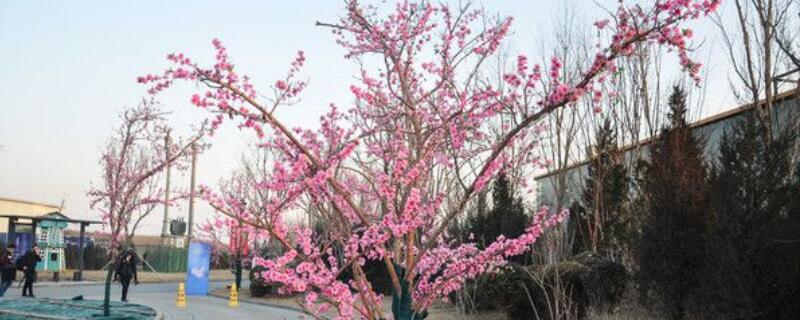櫻花樹能插活嗎"
