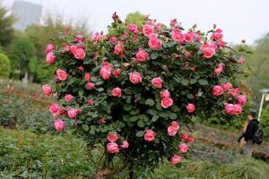月季花怎么修剪，月季花的修剪方法"