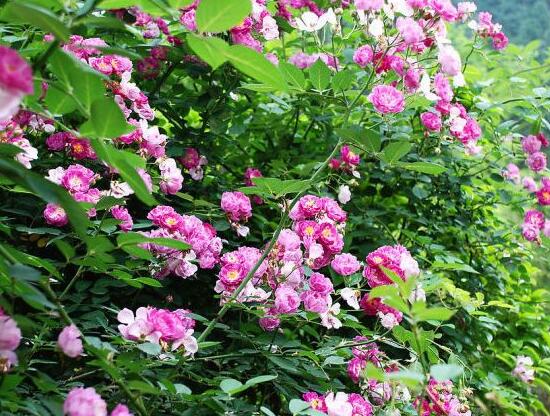 玫瑰月季薔薇花怎么區別，玫瑰月季薔薇花三種區別方法"