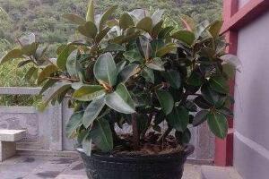 橡皮樹盆景怎么養護，橡皮樹的四季養護方法"