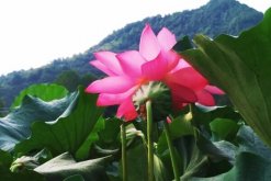 荷花的種植及其注意事項(xiàng)，種子的處理非常關(guān)鍵"