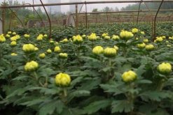菊花的栽培方法，春季栽培成活率最高"