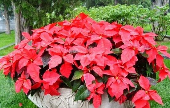 一品紅花有毒嗎，盤點兩種學說爭議(有毒與無毒)"