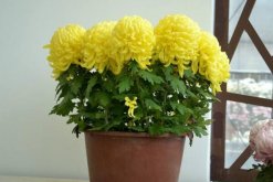 盆栽菊花移栽方法，5步即可完成菊花的移栽"