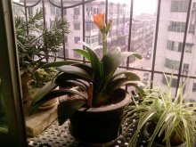 怎樣給君子蘭施肥，過度施肥會造成植株爛根或焦枯"