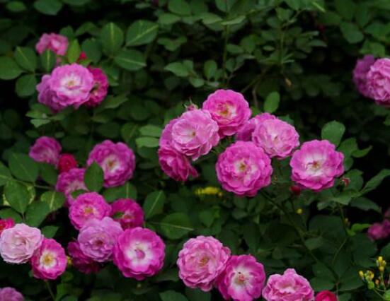 薔薇花繁殖，薔薇花繁殖方法"