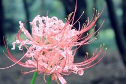 彼岸花的花語是什么，在不同國家有著不同的花語"