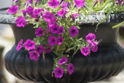 關(guān)于牽牛花的介紹，牽牛花簡(jiǎn)介"