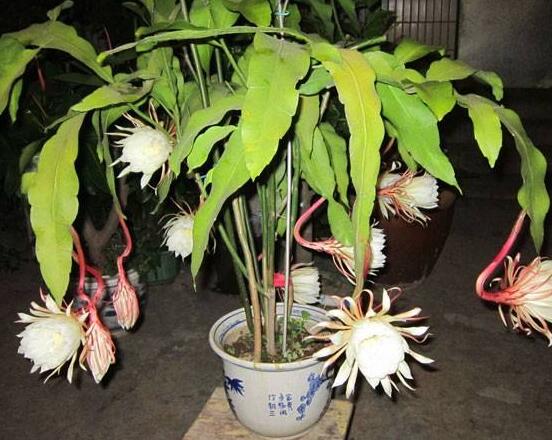 曇花的繁殖方法，盤(pán)點(diǎn)最常見(jiàn)的三種繁殖方法(扦插/播種/嫁接)"