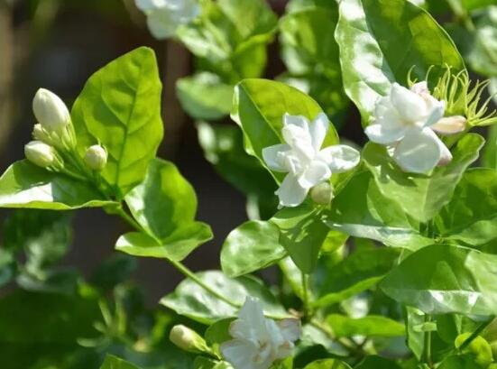 茉莉花常見的病蟲害及其防治方法，老農(nóng)總結(jié)最常見四種病蟲害"