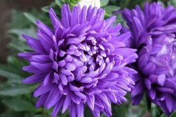 菊花可以四季都開花嗎，人工控制環境才能讓它四季開花"