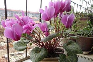 仙客來花莖發(fā)蔫彎下來，仙客來花倒下怎么辦"